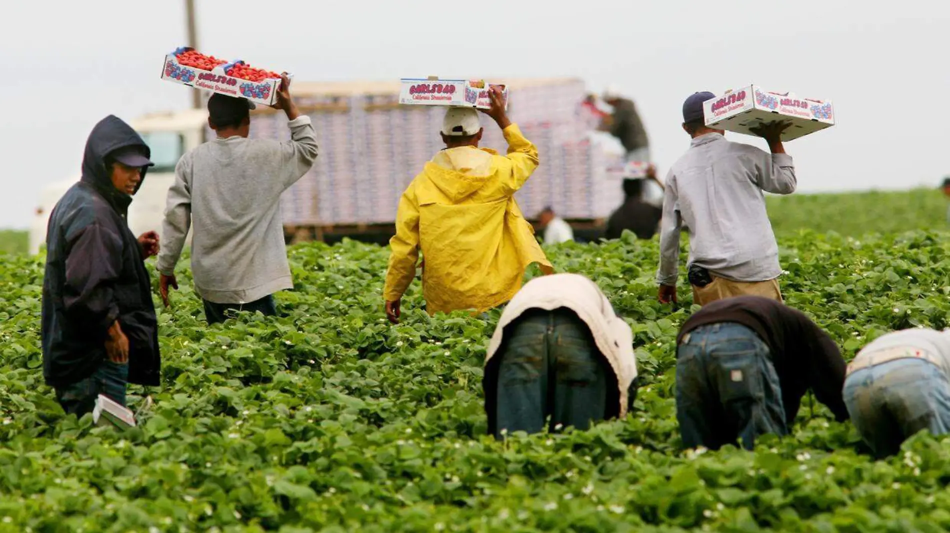 JOVENES EN EL CAMPO (4)